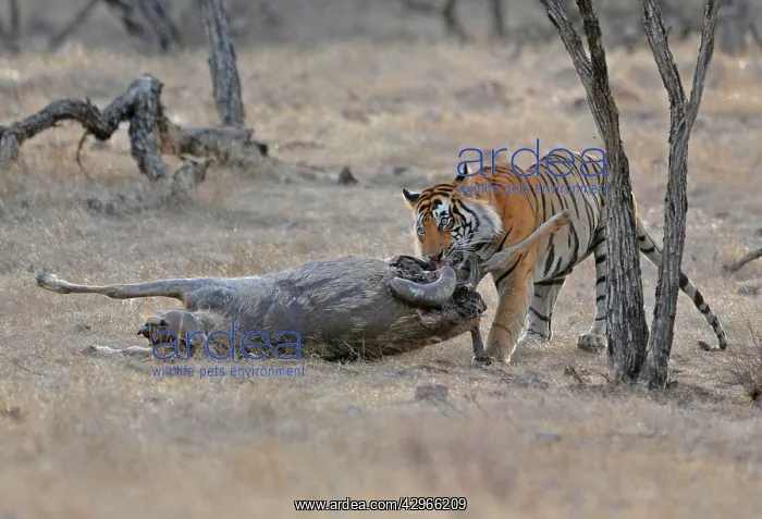: Tiger - dragging Sambar kill (Cervus unicolor) : Tiger - dragging Sambar kill (Cervus unicolor)
