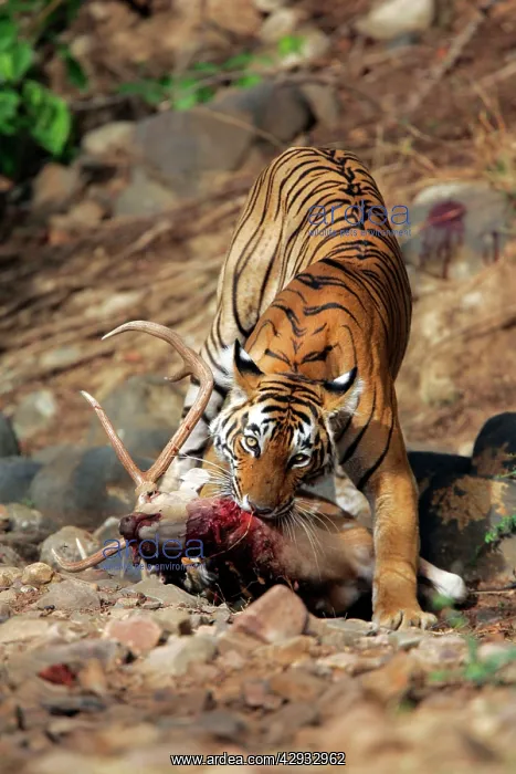 : Tiger - Dragging Spotted Deer kill (Axis axis) : Tiger - Dragging Spotted Deer kill (Axis axis)