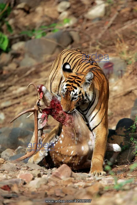 : Tiger - Dragging Spotted Deer kill (Axis axis) : Tiger - Dragging Spotted Deer kill (Axis axis)
