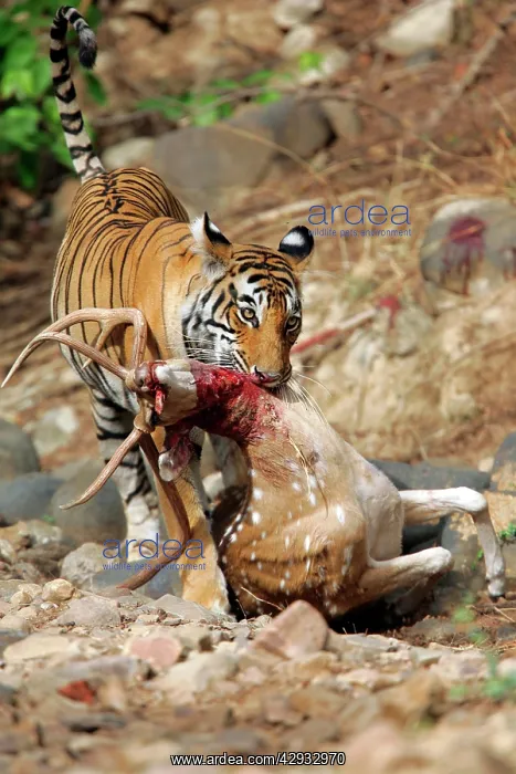 : Tiger - Dragging Spotted Deer kill (Axis axis) : Tiger - Dragging Spotted Deer kill (Axis axis)
