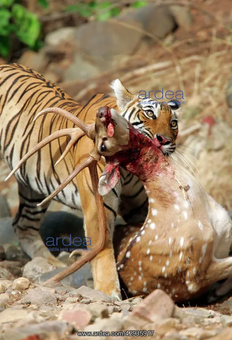 : Tiger - Dragging Spotted Deer kill (Axis axis) : Tiger - Dragging Spotted Deer kill (Axis axis)