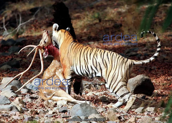 : Tiger - Dragging Spotted Deer kill (Axis axis) : Tiger - Dragging Spotted Deer kill (Axis axis)