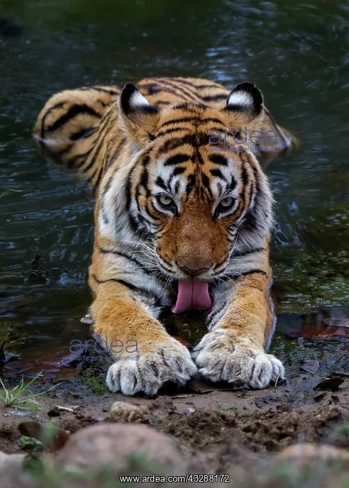 : Tiger - drinking : Tiger - drinking