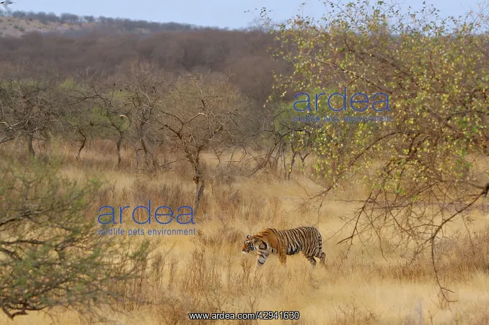 : Tiger in dry forest habitat : Tiger in dry forest habitat