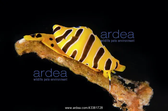 : Tiger Egg Shell - mimicking toxic nudibranch - Batu : Tiger Egg Shell - mimicking toxic nudibranch - Batu