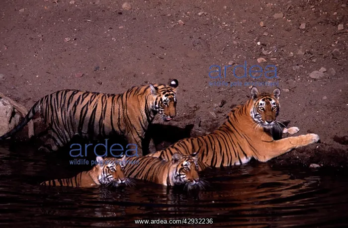 : Tiger family - Mother and three 15 month-old cubs : Tiger family - Mother and three 15 month-old cubs