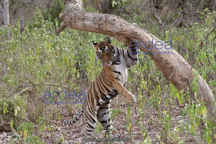 : Tiger - Female cub descending after sniffing and : Tiger - Female cub descending after sniffing and