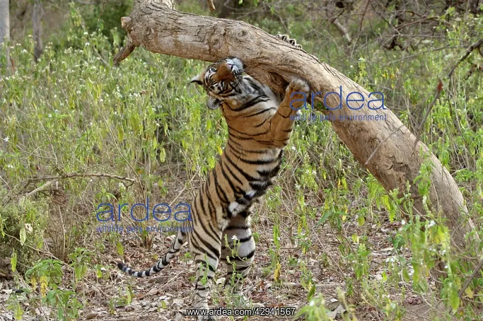 : Tiger - Female cub scent-marking rubbing face with : Tiger - Female cub scent-marking rubbing face with