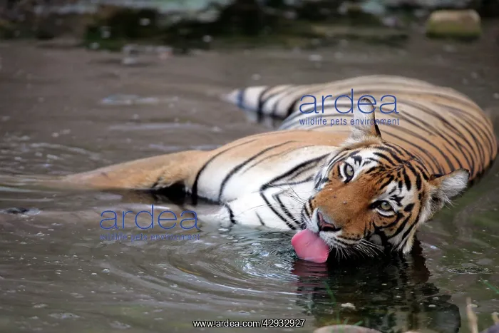  : Tiger - Female drinking in pool