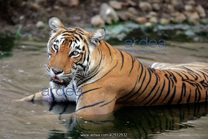 : Tiger - Female drinking in pool : Tiger - Female drinking in pool
