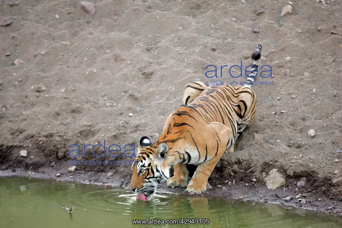 : Tiger - Female drinking from pool : Tiger - Female drinking from pool