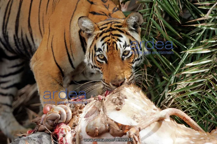 : Tiger - Female feeding on Spotted Deer kill (Axis axis) : Tiger - Female feeding on Spotted Deer kill (Axis axis)