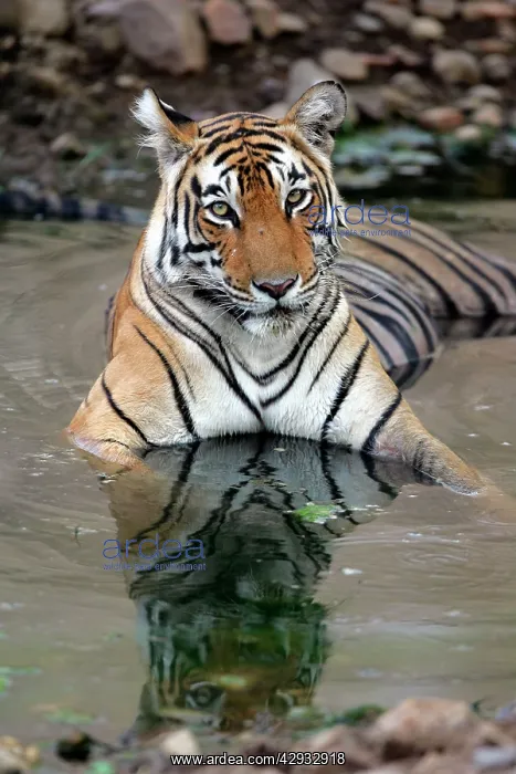 : Tiger - Female resting in pool : Tiger - Female resting in pool