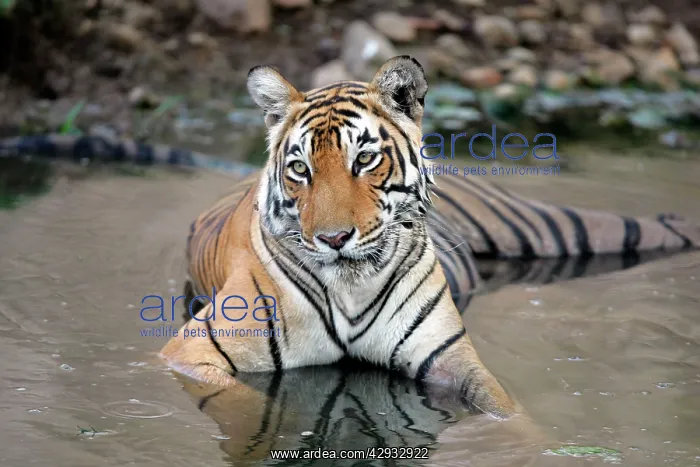 : Tiger - Female resting in pool : Tiger - Female resting in pool