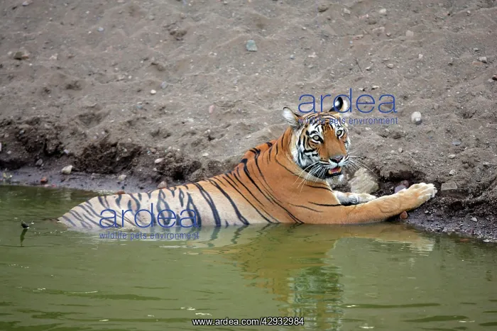 : Tiger - Female resting in water : Tiger - Female resting in water