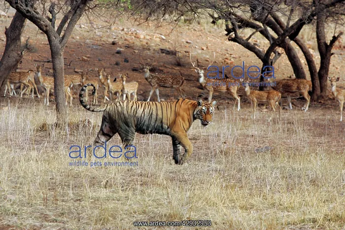: Tiger - Female walking past herd of Spotted Deer (Axis axis) : Tiger - Female walking past herd of Spotted Deer (Axis axis)