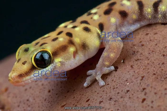 : Tiger gecko (Pachydactylus tigrinus), Botswana : Tiger gecko (Pachydactylus tigrinus), Botswana