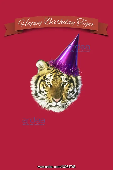 : Tiger with Happy Birthday party hat : Tiger with Happy Birthday party hat