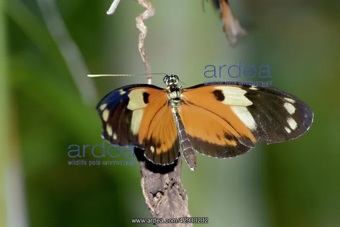  : Tiger Heliconian Butterfly