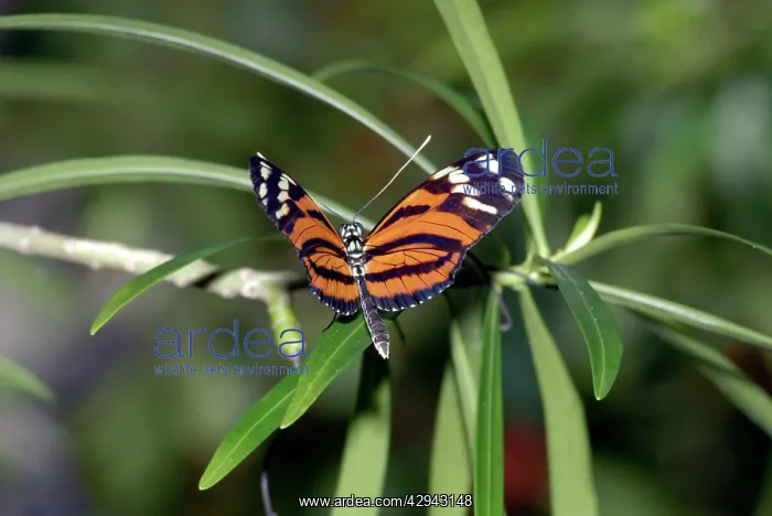  : Tiger Heliconian Butterfly