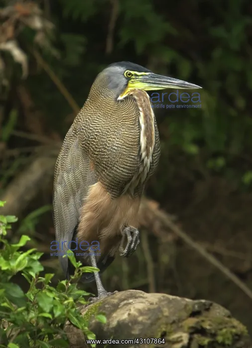 : Tiger heron : Tiger heron