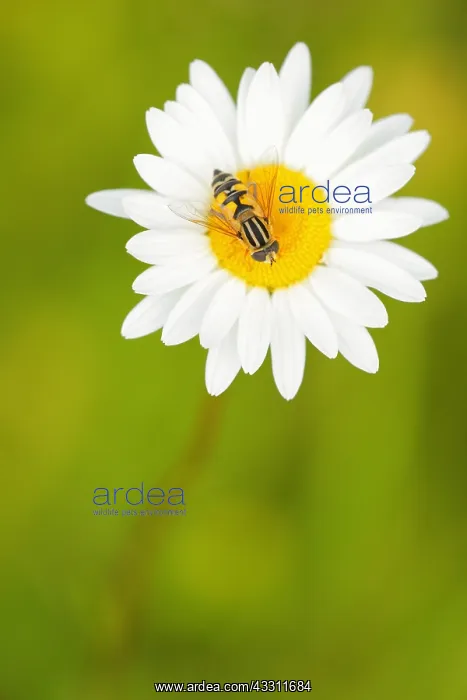 : Tiger Hover-fly (Helophilus pendulus) foraging on : Tiger Hover-fly (Helophilus pendulus) foraging on