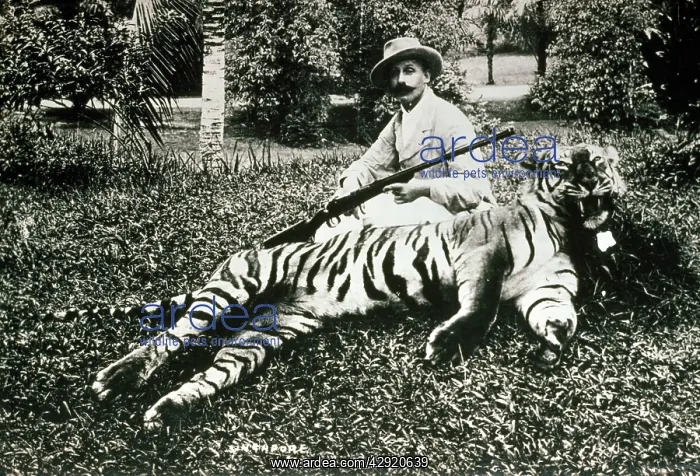 : Tiger Hunter - Animal exploitation : Tiger Hunter - Animal exploitation