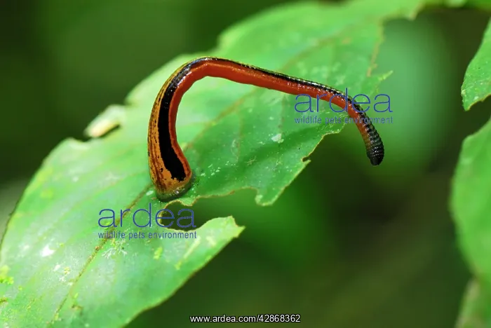 : Tiger Leech : Tiger Leech