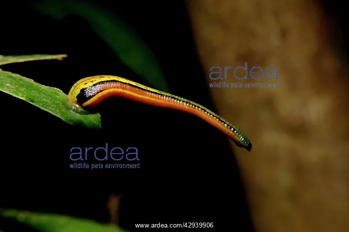 : Tiger Leech / Painted Leech on a leaf, typical : Tiger Leech / Painted Leech on a leaf, typical