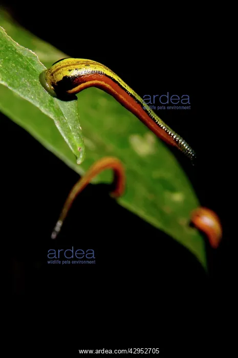 : Tiger Leeches / Painted Leech on leaves of low : Tiger Leeches / Painted Leech on leaves of low
