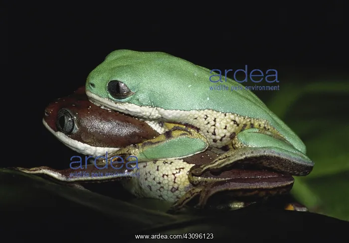 : Tiger-leg Monkey Frogs : Tiger-leg Monkey Frogs