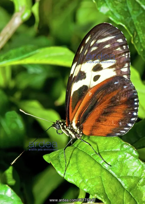 : Tiger Longwing Butterfly : Tiger Longwing Butterfly