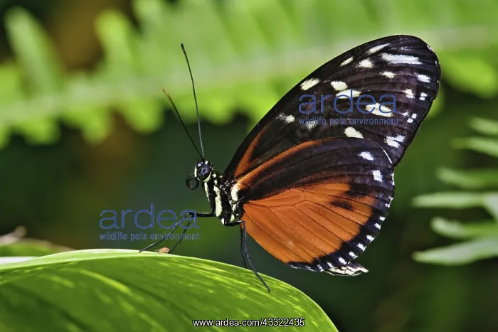  : Tiger Longwing butterfly