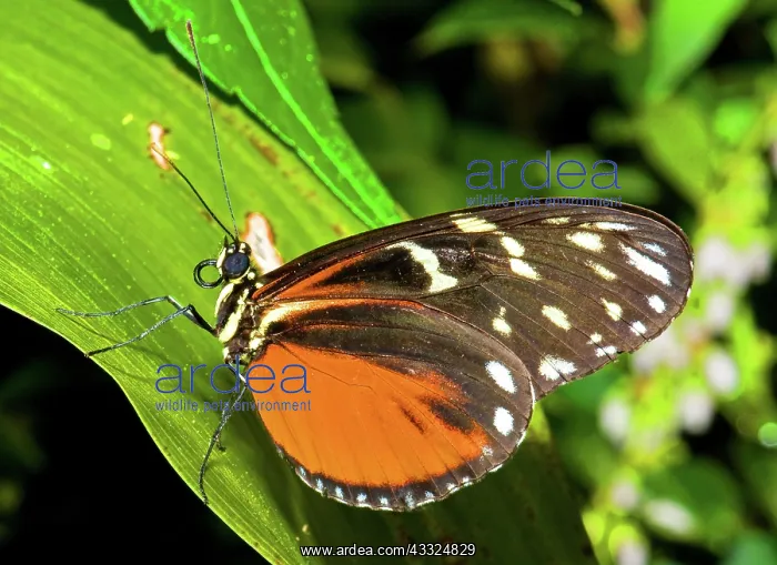 : Tiger Longwing Butterfly : Tiger Longwing Butterfly