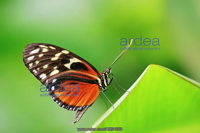  : Tiger Longwing or Golden Helicon (Heliconius hecale)