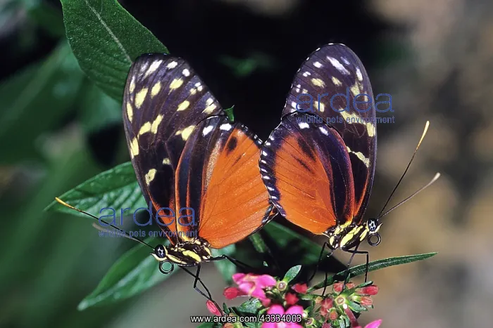 : Tiger Longwings Mating : Tiger Longwings Mating