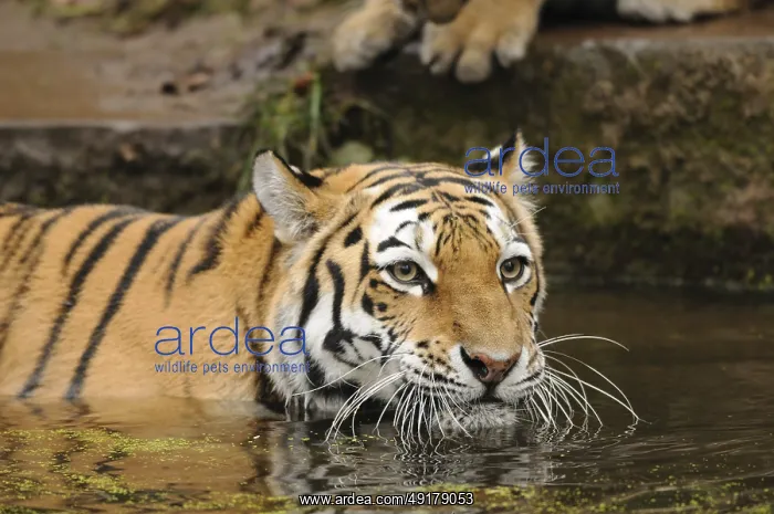 : Tiger lying in the water and looking attentively into the distance : Tiger lying in the water and looking attentively into the distance