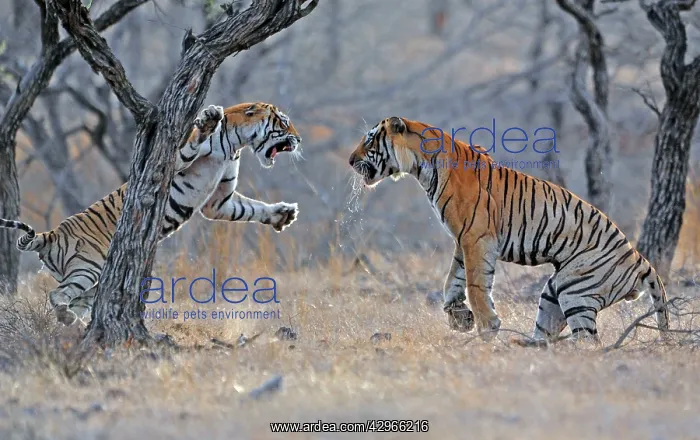 : Tiger - male & female fighting over a kill : Tiger - male & female fighting over a kill