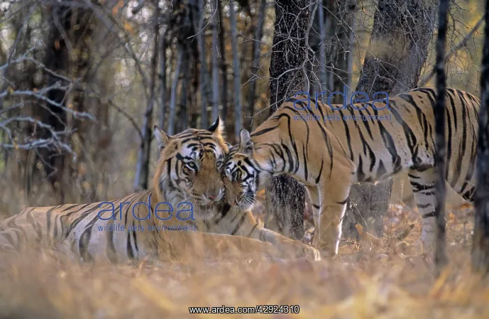 : Tiger - Male, named B - 1 reluctantly accepting : Tiger - Male, named B - 1 reluctantly accepting