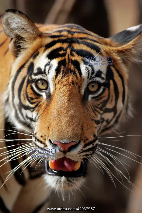 : Tiger - Male portrait, showing markings : Tiger - Male portrait, showing markings