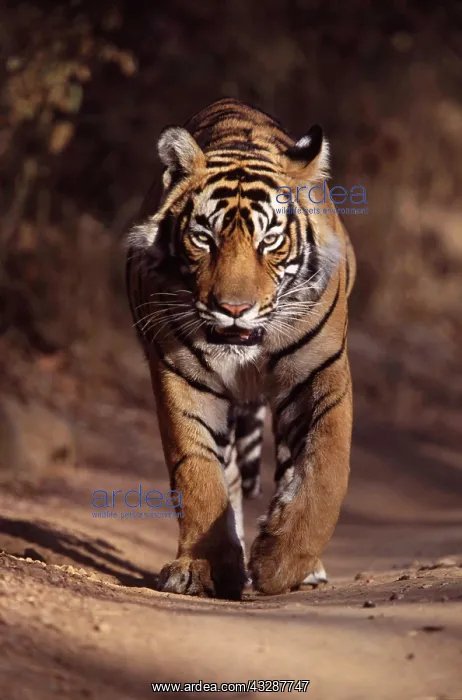 : Tiger - Male walking along forest track : Tiger - Male walking along forest track