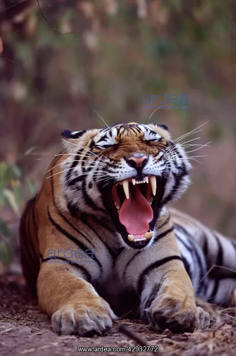 : Tiger - Male yawning : Tiger - Male yawning