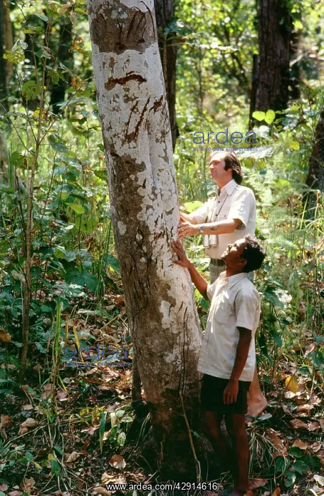 : Tiger Marking - on Tree : Tiger Marking - on Tree