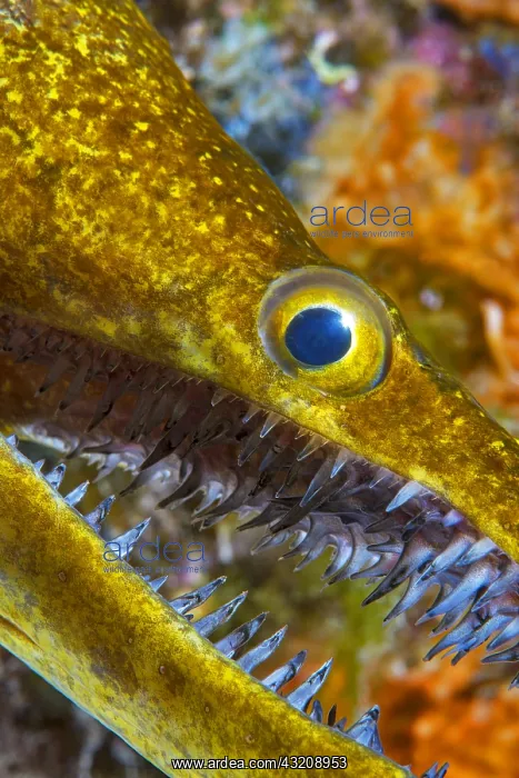 : Tiger Moray (Enchelycore anatina), Tenerife, Canary : Tiger Moray (Enchelycore anatina), Tenerife, Canary