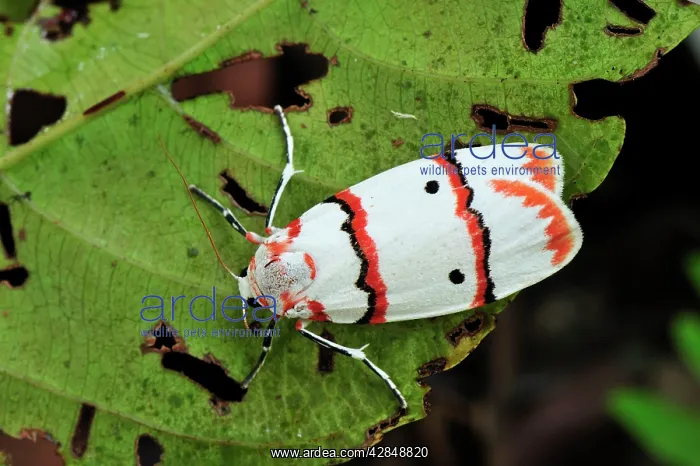 : Tiger moth : Tiger moth