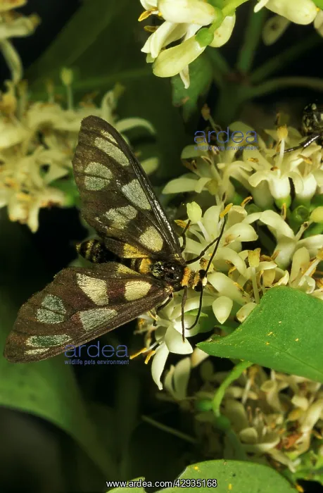 : Tiger moth - feeding on the fragrant, nectar-rich : Tiger moth - feeding on the fragrant, nectar-rich