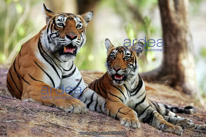: Tiger - Mother with 9 month-old cub : Tiger - Mother with 9 month-old cub