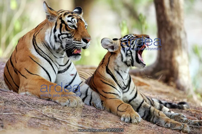 : Tiger - Mother with 9 month-old cub : Tiger - Mother with 9 month-old cub