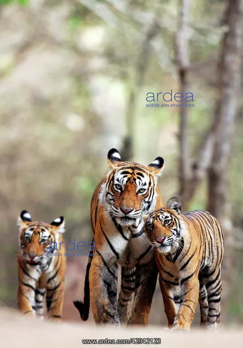 : Tiger - Mother with two 9 month-old cubs : Tiger - Mother with two 9 month-old cubs
