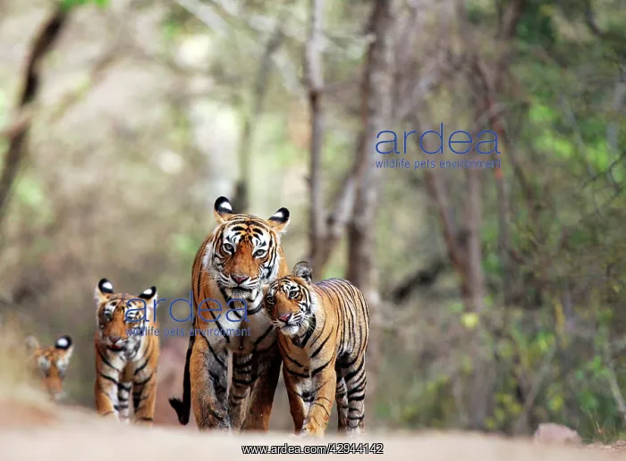 : Tiger - Mother with three 9 month-old cubs : Tiger - Mother with three 9 month-old cubs